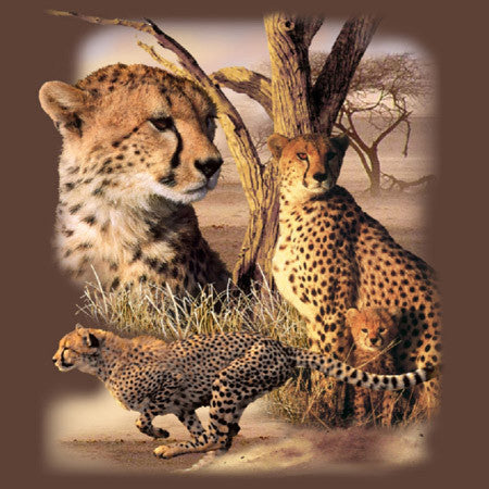 Cheetahs