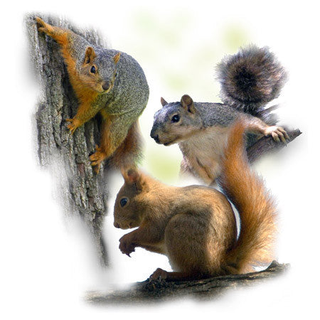 3 Squirrels