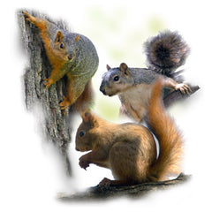 3 Squirrels