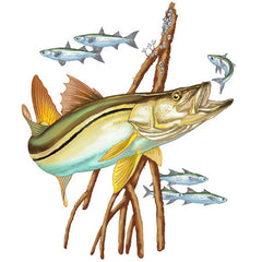 Snook Hunting