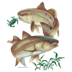 Red Drum Fish