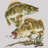 Walleye Fish