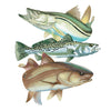 Fish Trio